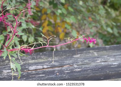 American Poke Weed Cherokee National Forest