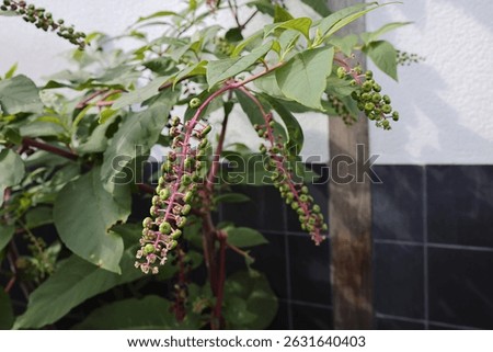 American pokeweed Phytolacca americana  Poke, Pogan, Scoke, Garget, Red-ink-plant