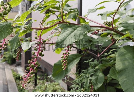 American pokeweed Phytolacca americana  Poke, Pogan, Scoke, Garget, Red-ink-plant