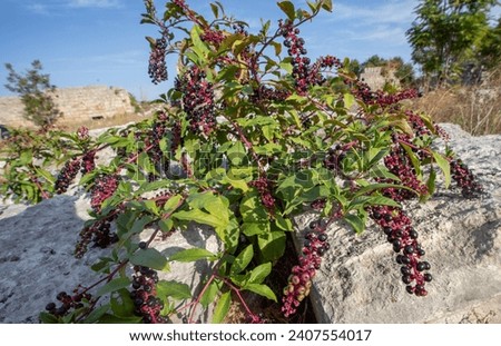 American pokeweed or poke sallet or dragonberries plant with ripe and green berries. Phytolacca americana family Phytolaccaceae.