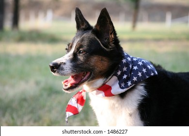 American Pride - Dog With Flag Bandanna