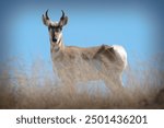 An American Pronghorn Antelope in Southern Arizona.