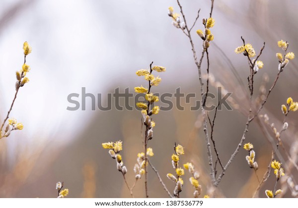 American Pussy Willow Salix Discolor Native Stock Photo (Edit Now ...