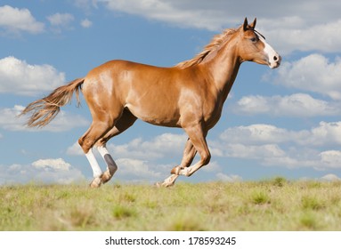 American Quarter Horse