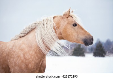 American Quarter Horse