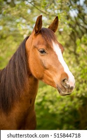 American Quarter Horse