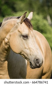 American Quarter Horse