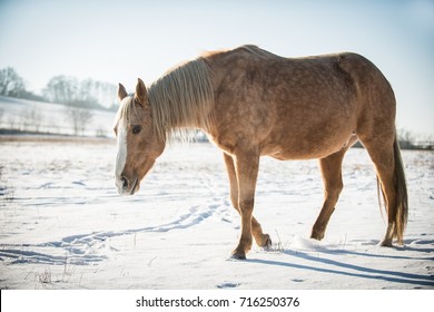 American Quarter Horse