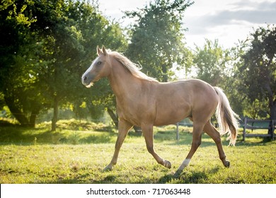 American Quarter Horse