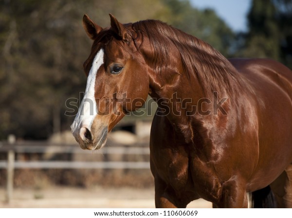 American Quarter horse\
chestnut stallion