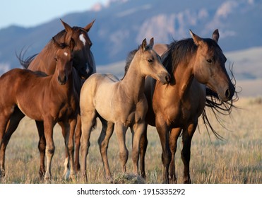 American Quarter Horse herd of mares foals and stallion on the range in Montana