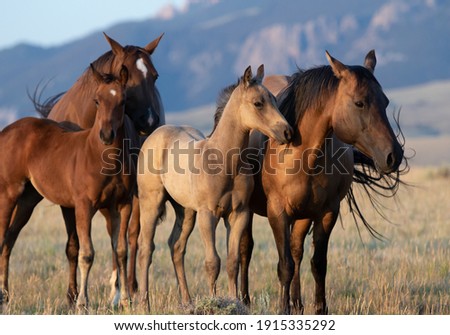 American Quarter Horse herd of mares foals and stallion on the range in Montana