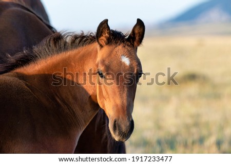 American Quarter Horse herd of mares and foals in Pryor Mountains of Montana