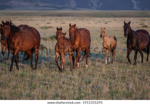 American Quarter Horse herd of mares foals and
stallion on the range in
Montana