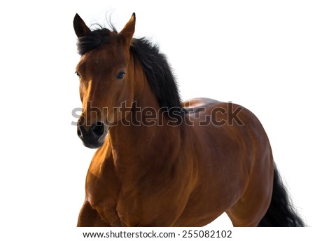 American quarter horse isolated portrait