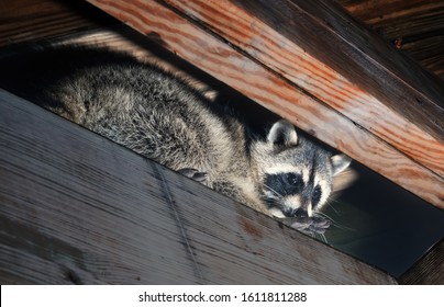 American raccoon climbed into the attic of a house