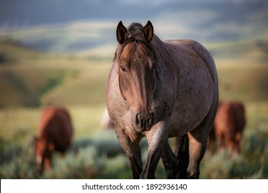 American Ranch horses in Montana