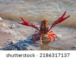 American red crayfish (procambarus clarkii) with claws extended.