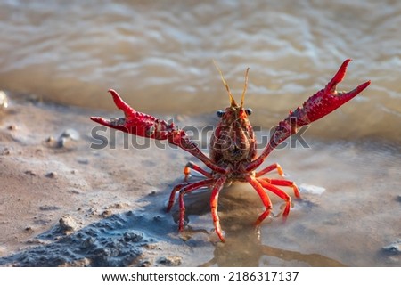 American red crayfish (procambarus clarkii) with claws extended.