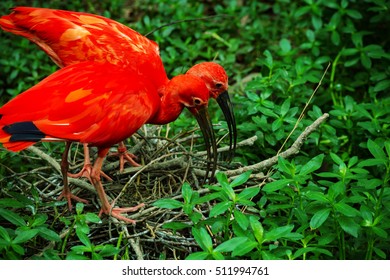 American Red Ibis