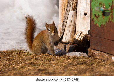 American red squirrel