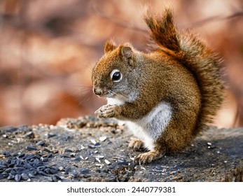 An American Red Squirrel also known as a Pine Squirrel is standing on an old  tree stump  and eating sunflower seed.   - Powered by Shutterstock