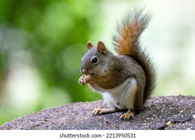 An American Red Squirrel In A Park In Mississauga, Canada