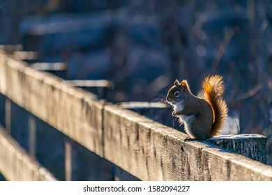 An American red squirrel (Tamiasciurus hudsonicus) stands upright on its hind legs on a wooden fence at the edge of a boardwalk nature trail. Before a blurred winter background, snow dusts the wood..