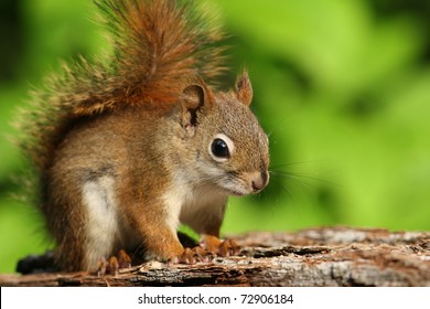 American Red Squirrel (Tamiasciurus Hudsonicus) - Ontario, Canada