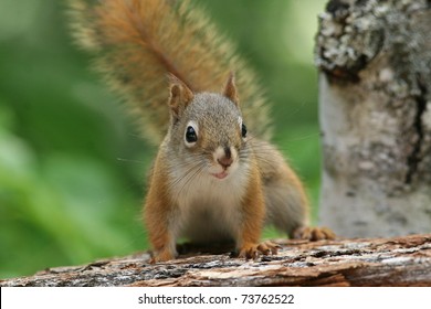 American Red Squirrel (Tamiasciurus Hudsonicus) - Ontario, Canada