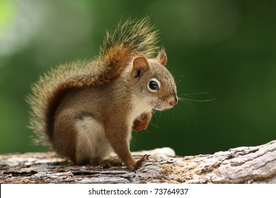 American Red Squirrel (Tamiasciurus Hudsonicus) - Ontario, Canada