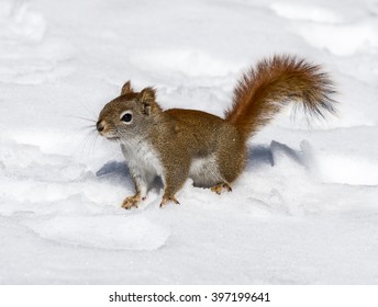 American Red Squirrel In Winter