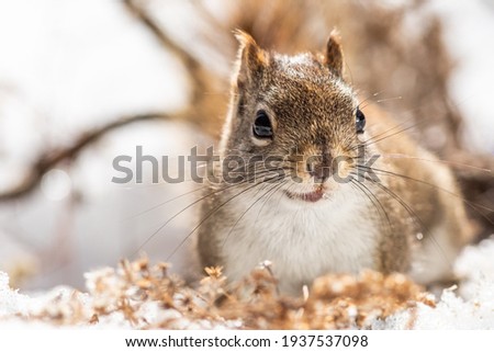 American red squirrel in winter scenery
