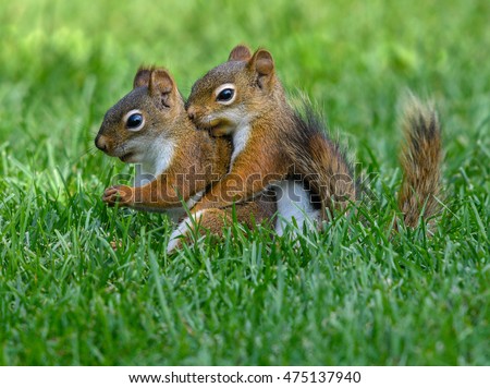 American Red Squirrels Mating