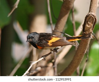 American Redstart