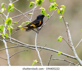 American Redstart