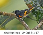 American Redstart (Setophaga ruticilla) adult male perched on branch

Port Antonio, Jamaica                      March 