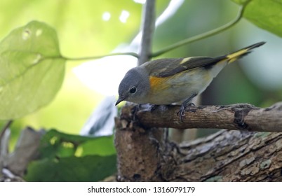 American Redstart (Setophaga Ruticilla) During Autumn At Cape May, New Jersey In USA.