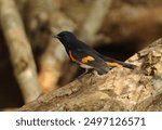 American Redstart (Setophaga ruticilla) first year male perched on dead stump

Zapata peninsula, Cuba              March 2013