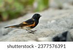 American redstart (Setophaga ruticilla) is a New World warbler. It is unrelated to the Old World