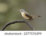 American redstart (Setophaga ruticilla) is a New World warbler. It is unrelated to the Old World