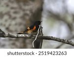 American Redstart (setophaga ruticilla) perched on a tree branch