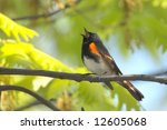 American Redstart (Setophaga ruticilla) singing in early spring