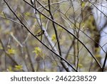 American Redstart (Setophaga ruticilla). Warbler perched on a branch in a forest in spring.