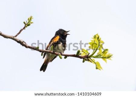 American Redstart  singing on a budding tree branch in spring, Ottawa