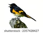 American Redstart: A striking warbler with vibrant orange patches.