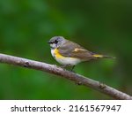 American Redstart Warbler perched on tree branch on green background in spring