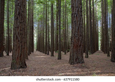 American Redwood Forest Warburton Australia Stock Photo 637911580