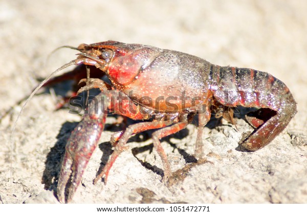 American River Crab Covered Mud Crayfish Stock Photo 1051472771 ...