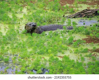 American River Otter In A Marsh.